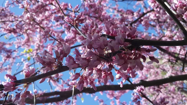 Lente Bloemen Achtergrond Volledige Bloesem — Stockfoto