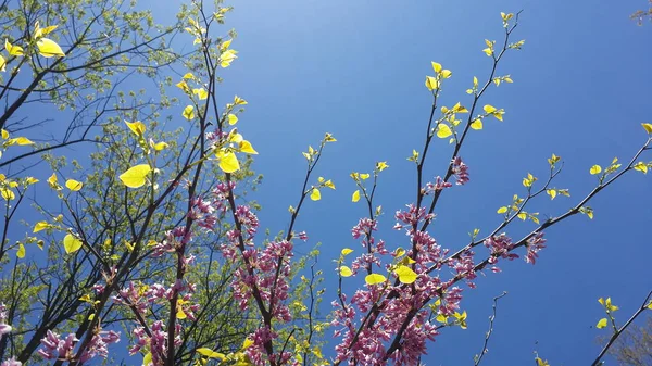 Mooie Achtergrond Blauwe Hemel Met Lente Bloemen — Stockfoto