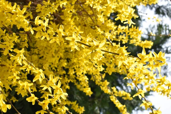 Желтый Цветок Летнем Саду — стоковое фото