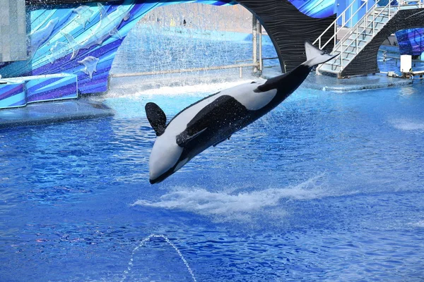 Deniz dünyası Orlando Florida balinalar göstermek  