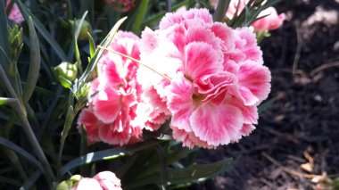 Güzel Karanfil çiçek yaz aylarında tam çiçek