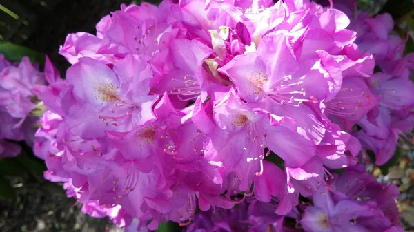 Coroczne Kwiaty Ogrodzie Domowym — Zdjęcie stockowe