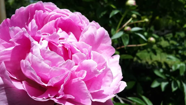 Многолетние Цветы Полный Расцвет Летом Нью Джерси Дома Сад — стоковое фото