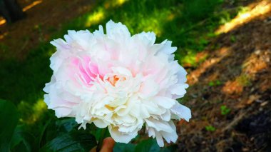 Beyaz tam çiçek ev bahçesinde güzel yaz çiçeği