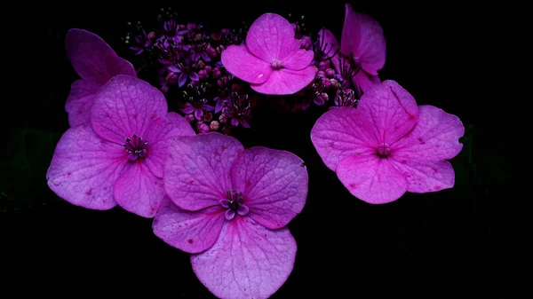 Purpurowy Kwiat Tło Dla Celów Dekoracyjnych Obrazy Stockowe bez tantiem