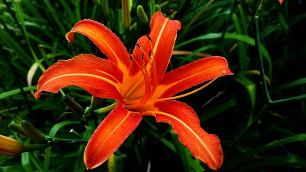 Fundo Flor Laranja Para Fins Decoração — Fotografia de Stock