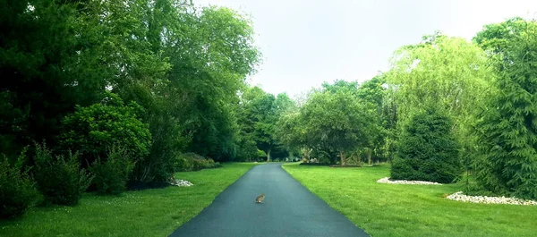 Road Walk Droga Spacerowa Droga Powłoka Uszczelniająca Krajobraz Strona Drogi Zdjęcie Stockowe