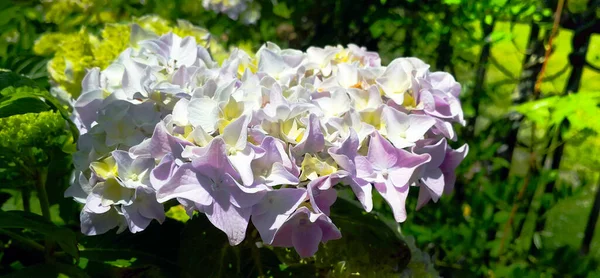 Summer bush Hortensia flowers in home garden