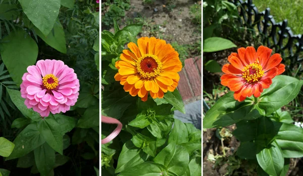 Літня Квітка Повному Розквітлому Дворі — стокове фото