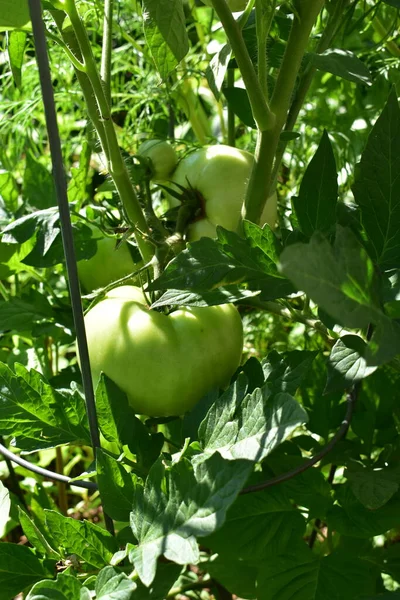 New Jersey 'de domates yetiştiriyorum.