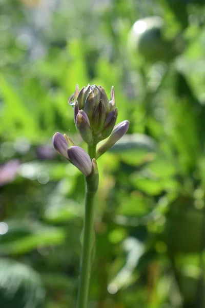 New Jersey ev bahçesinde yaz çiçekleri açar.