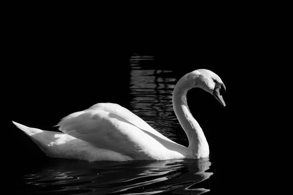 Güzel bir kuğu gölde Yüzme