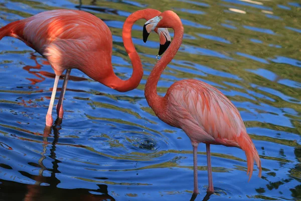 pembe flamingo aşık 