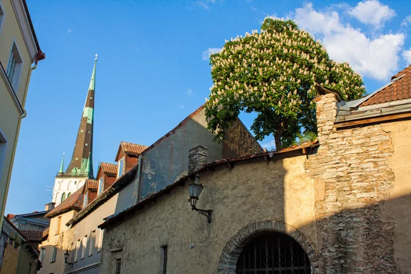 Tallin, Estonia vista de la ciudad vieja. Tarde soleada, luz y sombra, torre del castillo, muralla de la ciudad, iglesia de St. Olafs, edificios históricos, castaño floreciente. Europa atracciones turísticas . — Foto de Stock