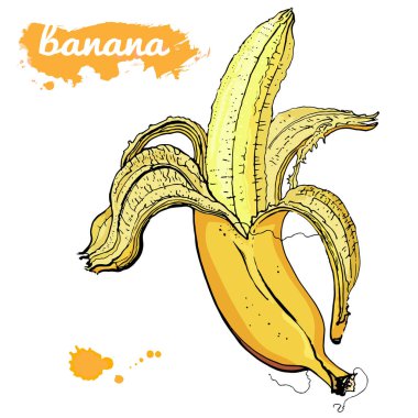 Tatlı sarı muz meyve. El vektör çizim çekilmiş. Suluboya sıçrama ve yazıt ile damla. Beyaz arka plan üzerinde izole. Güzel bağbozumu yaz tasarım. Sağlıklı vegan tatlı, snack.