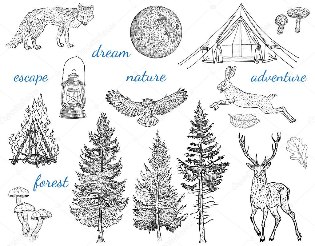 Forest adventure collection: glamping tent, bonfire, camping lamp, full moon, spruce, fir tree, mushrooms, fox, hare, deer. Hand drawn vintage engraving style vector illustration with inscriptions.