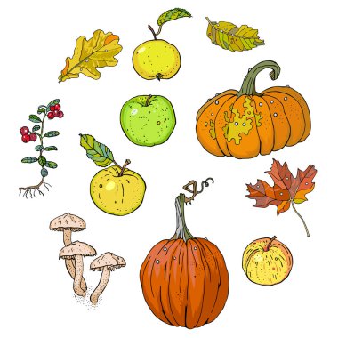 Sonbahar bitki, meyve ve sebze kümesi: kabak, elma, meşe ve akçaağaç düşen yaprakları, İsveç kirazı, agaric mantar tatlım. Hasat mevsimi. Mevsimlik yemekler. Festival dekorasyon.