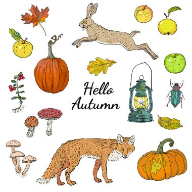 Merhaba sonbahar ayarla, yazıt ile izole nesneleri: kabak, elma, meşe ve düşen yapraklar, İsveç kirazı, mantar, tilki, tavşan, fener akçaağaç. Hasat mevsimi. Festival dekorasyon.