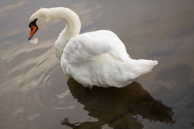Güzel sessiz kuğu kuğu renkli bir tüy gagasında tutar. Kuş, Doğa, Bahçe, kırsal, havuz, göl, nehir, su, güzellik. Avrupa fauna. Romantik sembol.