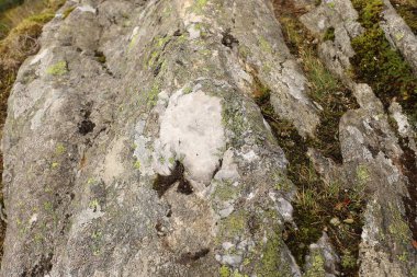 Taş kuvars mücevher ve Mount Ulriken, Bergen üzerinde moss ile closeup. Kuzey Doğa, dağlar, hiking fiyortları. Norveç, Scandinavia, turizm, işareti.