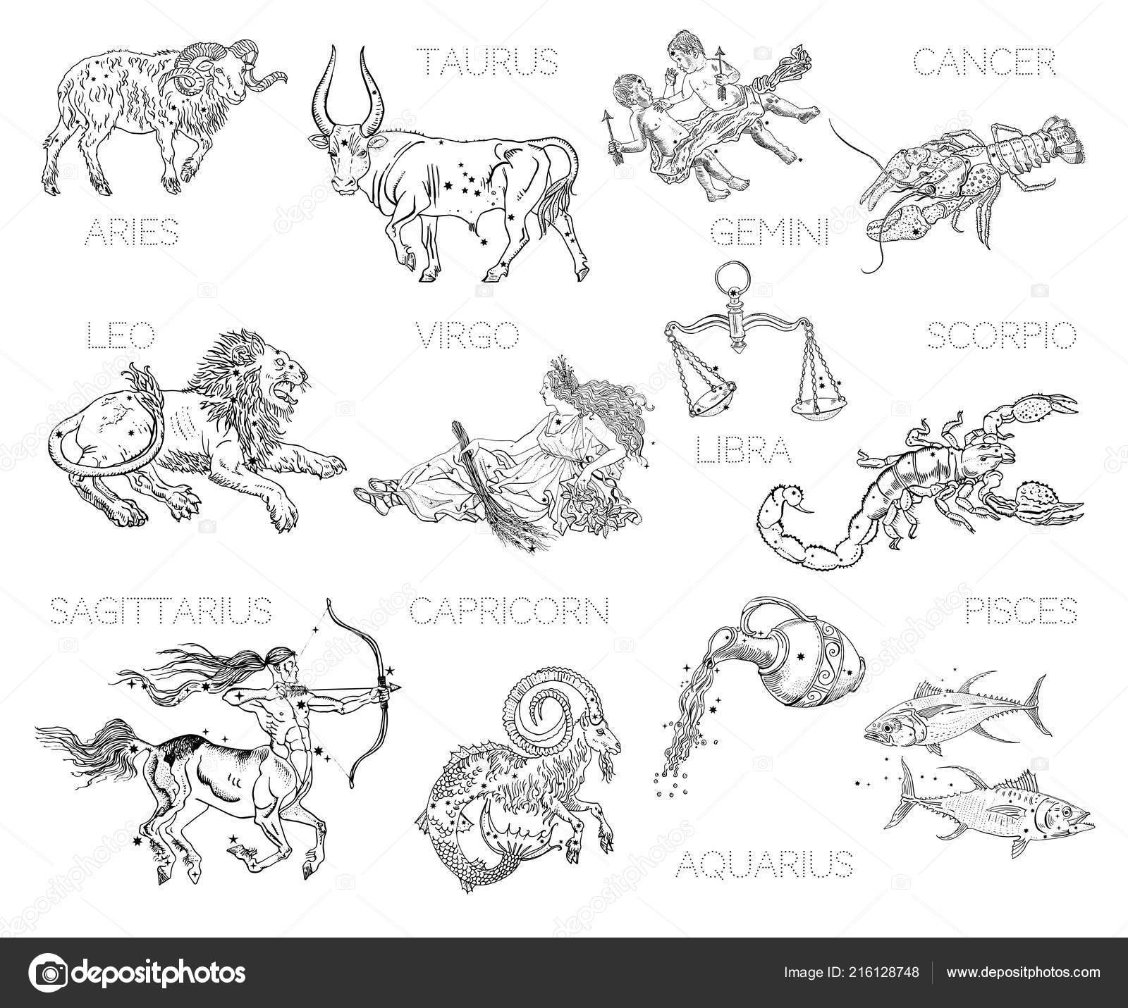 Constellations, Zodiac Signs, Horoscope. Aries, Taurus, Gemini, Cancer,  Leo, Virgo, Libra, Scorpio, Sagittarius, Capricorn, Aquarius, Pisces.  Vintage Engraving Tattoo Style Drawings Isolated On White. Stock  Illustration By ©Naktisart #216128748