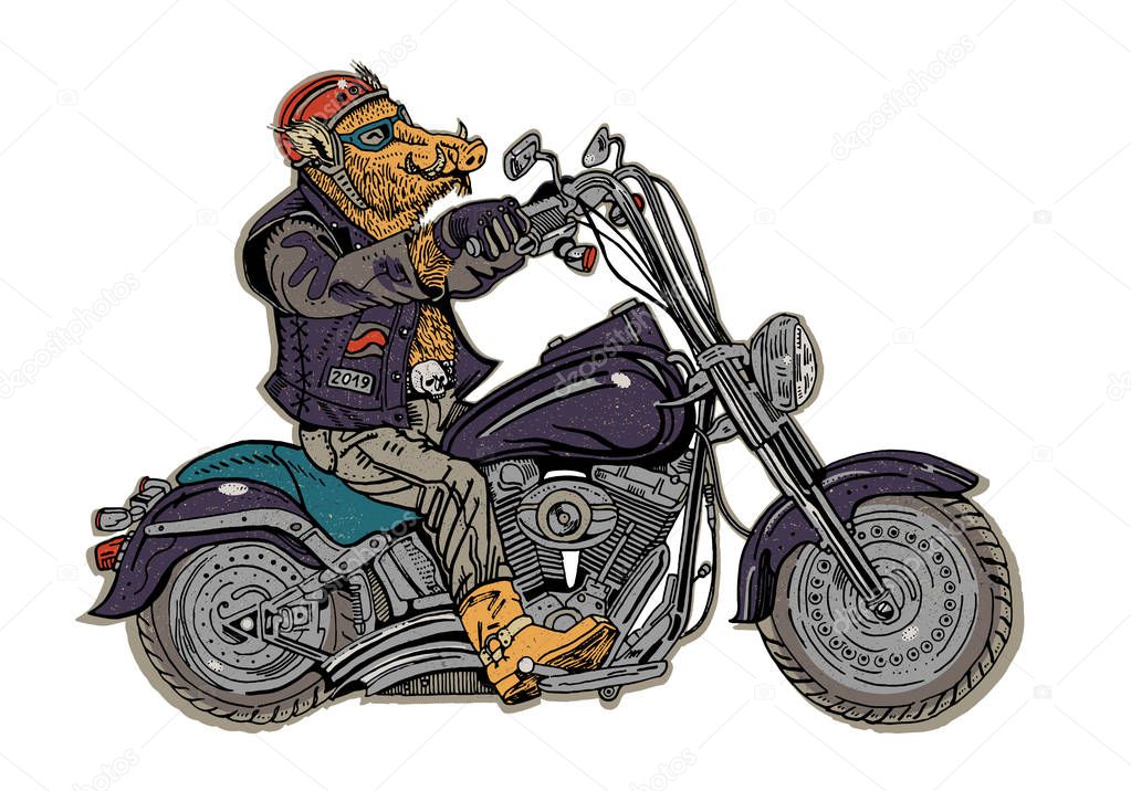Wild boar on motorbike. Biker, motorcyclist. Symbol of 2019 - year of a pig. Retro style graphic illustration. Sticker, poster, t shirt print, tattoo. Rock music, heavy metal.