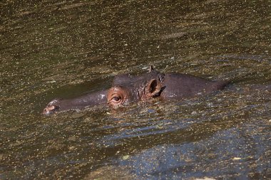 Suda yüzen su aygırı. Yeni Delhi zooloji Parkı, Hindistan.