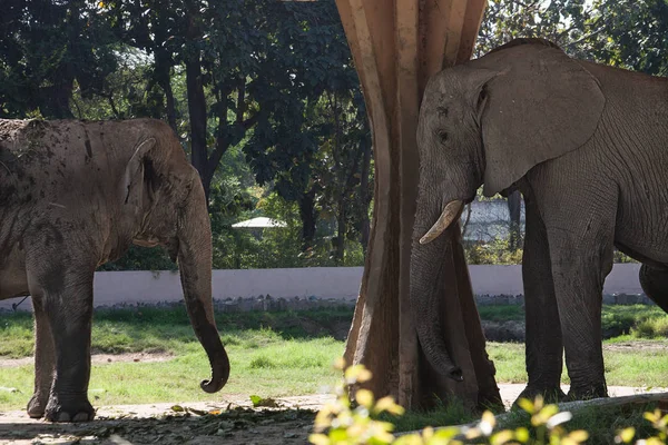 Un paio di elefanti: elefanti asiatici e africani si guardano nel Parco Zoologico di Nuova Delhi, India . — Foto Stock