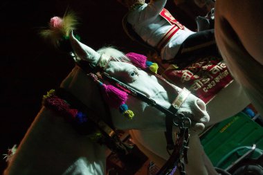 Yeni Delhi, Hindistan - 17 Şubat 2015: Maha Shivaratri Hint Festivali bayram sokak geçidi. Güzel beyaz bir atın başı, ponpon ve tüylerle süslenmiş bir koşum takımı içinde..