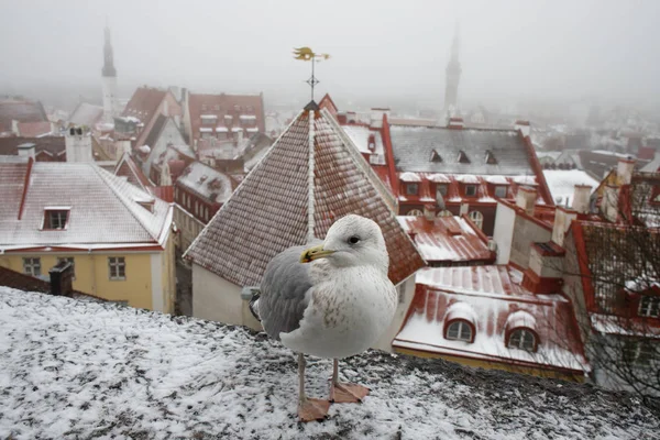 Gaviota se sienta en una pared frente a la famosa vista del casco antiguo de Tallin en un día de invierno brumoso. Hermosos tejados de tejas rojas bajo la nieve. Monumento histórico de Estonia. Cuento de hadas de invierno . — Foto de Stock