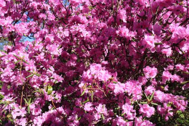 Güzel pembe ormangülü baharda çiçek açmış. Çiçekler, doğanın uyanış. Çiçek Bahçe.