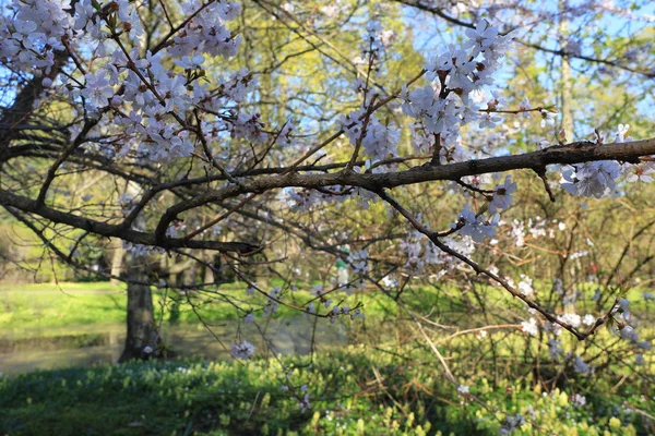 Floreciente hermoso jardín de primavera. El despertar de la naturaleza. Árboles florecientes, flores de nieve. Sakura, cerezo, ciruelo . — Foto de Stock