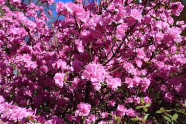 Pembe ormangülü çiçek açmış. Bahar güzellik, doğanın uyanış. Çiçek Bahçe. Çiçek arka plan.