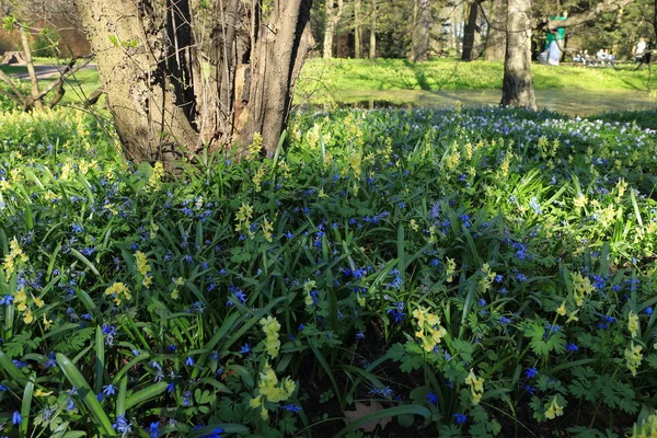 Wunderschöne weiße und blaue Schneeglöckchen im Park. erste Frühlingsblumen, junges Gras und Blätter. das Erwachen der Natur. Blühender Garten. — Stockfoto