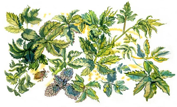Młody wiosną liście i chrabąszcz majowy lub może błąd. Ręcznie rysowane malarstwo akwarela. Przebudzenie przyrody. Ogrodnictwo. Ilustracja botaniczna. — Zdjęcie stockowe