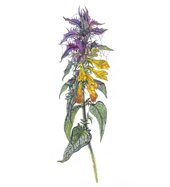 Melampyrum nemorosum fiore, chiamato notte e giorno in Svezia e Ivan e Maria in Russia. Illustrazione botanica ad acquerello disegnata a mano isolata su sfondo bianco. Foresta, natura, prato, fiaba . — Foto Stock