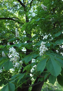 Pring parkta kestane ağacı çiçek açmış. Yeşil yapraklar, çiçekler, doğa.