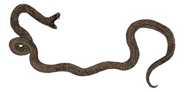 Açık çeneli yılana saldırmak. Elle çizilmiş illüstrasyon. Viper, zehirli sürüngen. Etiket, tişört baskısı, dövme tasarımı. Rock, heavy metal müzik, gotik, okült, heraldik sembol beyaz izole.