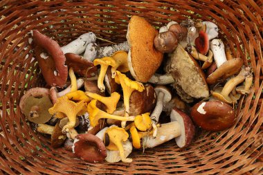 Orman mantarı sepeti. Boletus, chanterelles, russula, kılıç sapı, huş ağacı bolete mantarı. Yaz sonu ve sonbahar doğası. Ormanda seyahat.