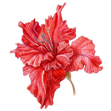 Beyaz arkaplanda el çizimi kırmızı suluboya gladiolus çiçeği.