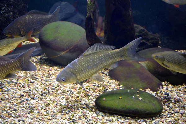 Freshwater fish in aquarium. A beautiful planted freshwater aquarium with fishes.