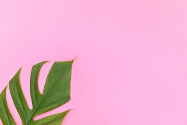 Monstera liana, asma üstten görünüm natürmort arka pembe arka plan