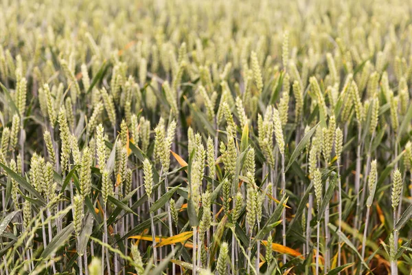 Groene lente granen, tarwe oren op gebied van rogge — Stockfoto