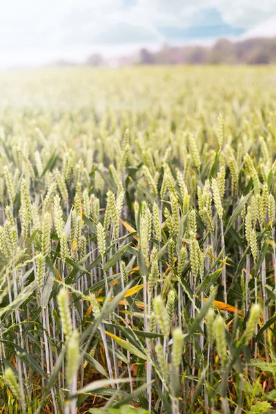 Groene lente granen, tarwe oren op gebied van rogge — Stockfoto