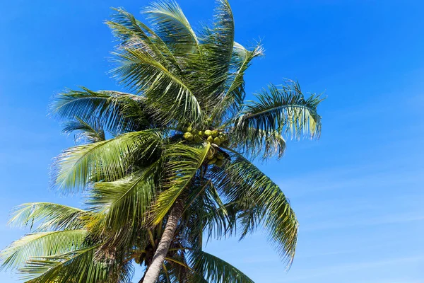 Palmträd framför blå himmel — Stockfoto