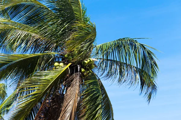 Palmen vor blauem Himmel — Stockfoto