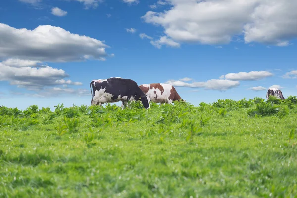 Vacas de granja perfectas en un prado verde — Foto de Stock