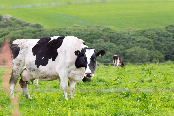 Perfect farm cows on a green meadow — Stock Photo, Image