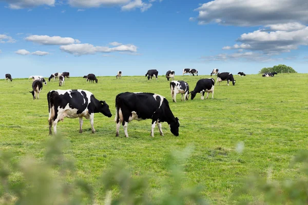 Perfect farm cows on a green meadow — Stock Photo, Image