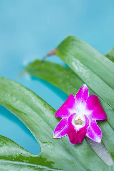 Франгіпані Орхідея Квітка Тропічний Фон Блакитному Басейні — стокове фото